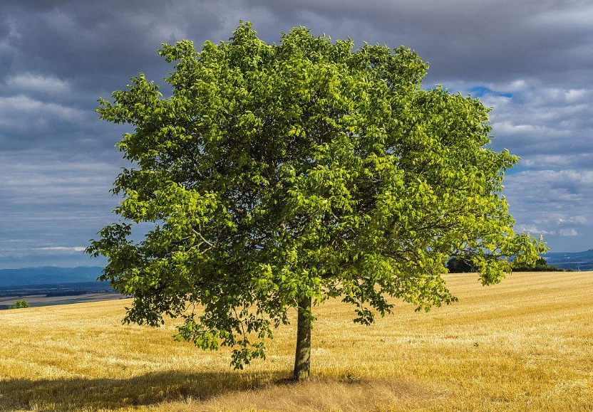 心理测试:你觉得哪棵树最有生命力?测你后半生会得到什么!