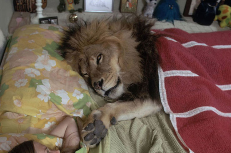 女孩带一只狮子睡觉,有人觉得够酷,有人对此摇头