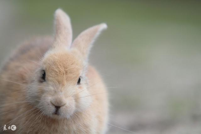 1987年属兔命中三劫,属兔1987年4月初三出生的命