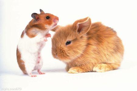 兔男和鼠女在一起后果 是什么原因造成的吗 兔子男和老鼠女合不合