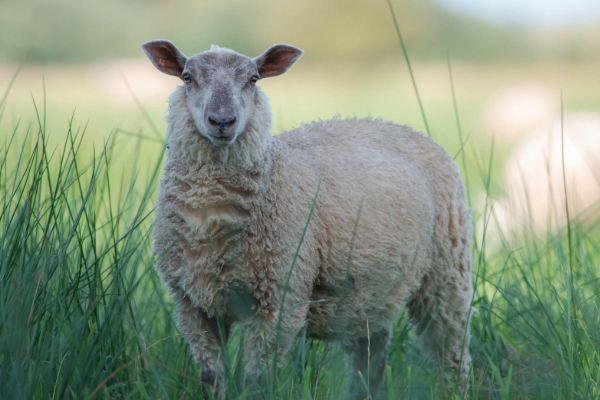 属羊人到了晚年有谁陪 属羊人一生最旺3个人