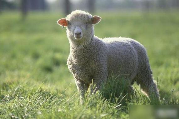 80岁高僧预言属羊人的后半生羊羊得亿特指67年的女羊