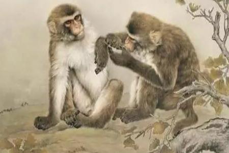 1956年属猴的人2023年运势大全及破解:猴 - 美国神婆星座网