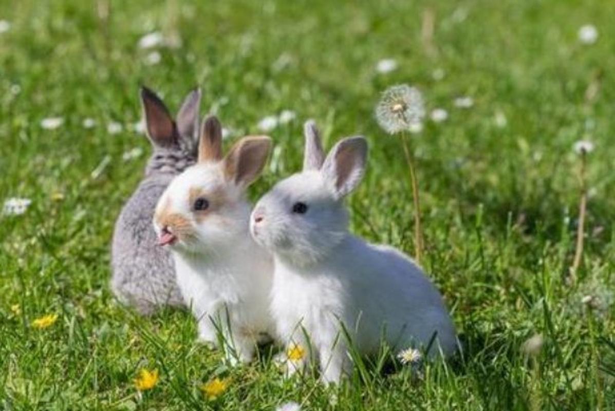 生肖兔 属兔之人属相五行属木,特别是87年生的属兔人明天之后阴阳互根