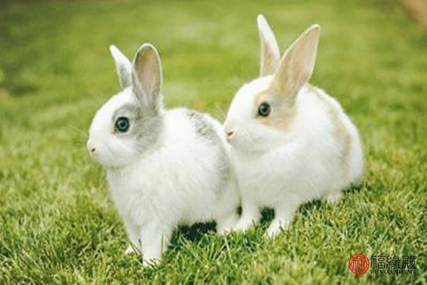 87属兔一生有几次婚姻 1987年女兔一生的婚姻