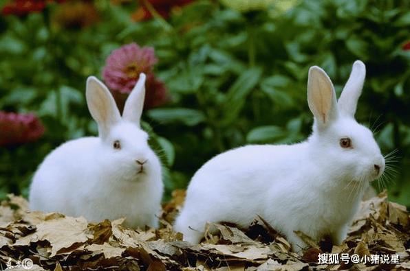 1962年是属兔的吗 1962年的属兔人是什么命
