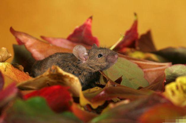 72年属鼠人的终身寿数11月底是苦是甜或许这就是命