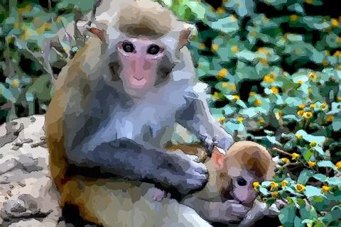 你知道属猴人的婚姻与命运吗属猴人婚后会幸福吗
