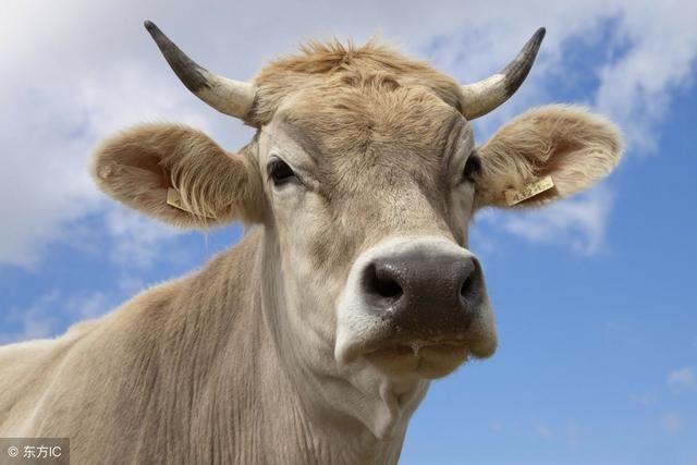 生肖牛人生中最重要的三件事你知道么?