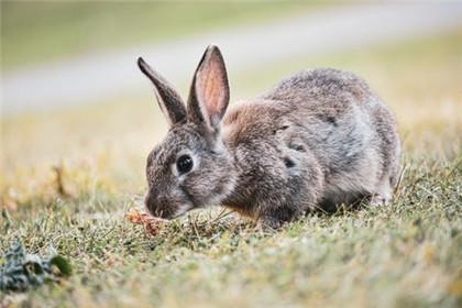 女兔几月出生最好命生肖兔有什么特点
