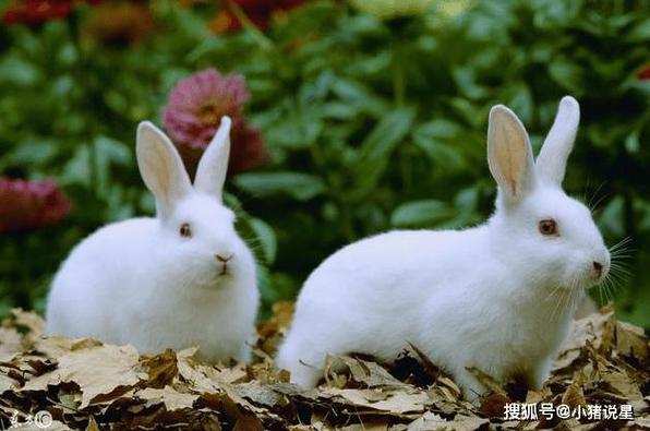 生肖属兔的感情运势运势屋,属兔人的感情运势属兔人往往对感情比较