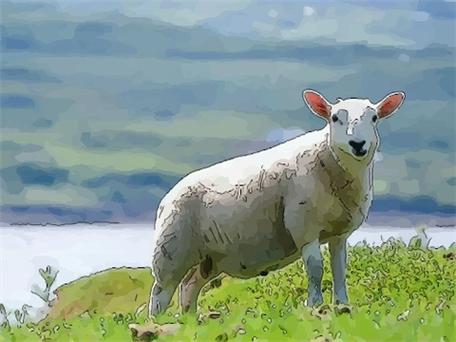 属羊人注定有三情人 属羊的今年多少岁