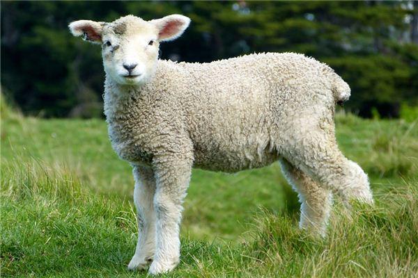 生肖羊白羊座年运势年属羊人全年运势