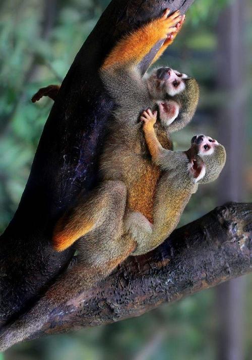松鼠猴是几级保护动物