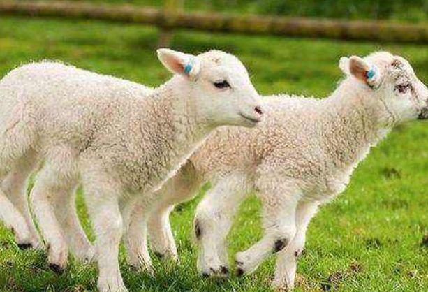 属羊男最怕出生几月 属羊女几月出生最旺
