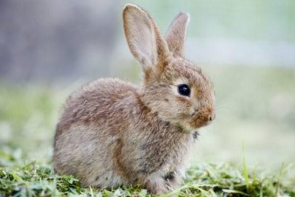 属兔的情劫是哪个属相 属兔的一生有几个情人