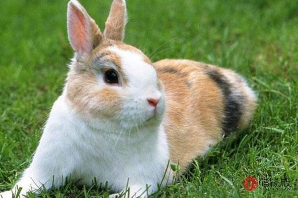 1999年属兔姻缘 属兔的姻缘
