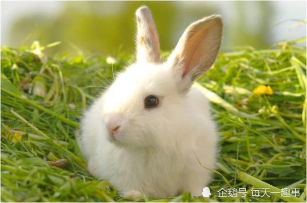 几月兔子命最好 哪一年的兔子最好命