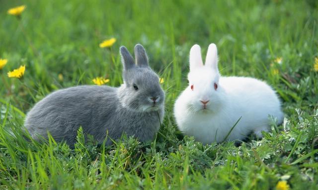 属兔的白羊座和什么比较配 属兔的白羊座和什么最配